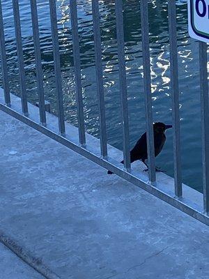 Havasu Landing Resort & Casino