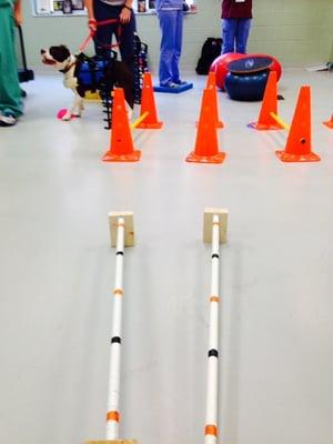 Pawsitive Results PT