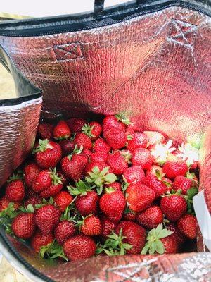 We ended up with gallons of bright, ripe berries