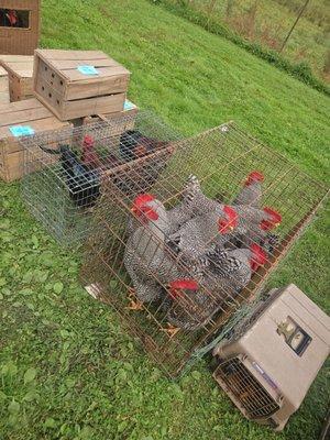 Cagles Livestock Auction