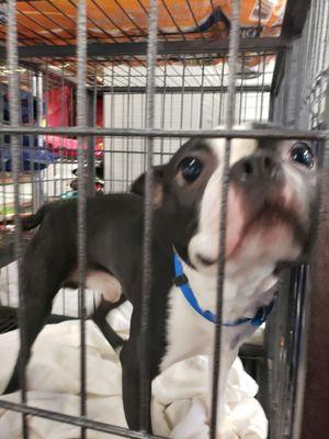 FurKidz Pet Hotel, Spa & DayCamp