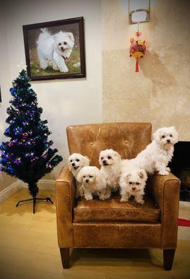 Arcadia Animal Hospital