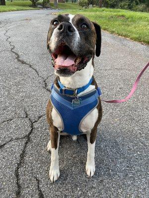 MUTTch Better Dog Walking & Pet Services