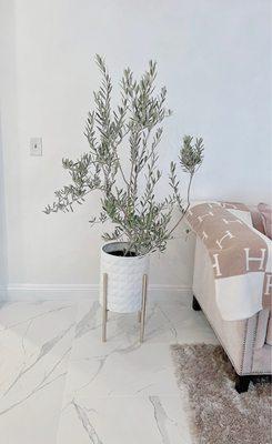 Why not add this dwarf olive to beautify your home? Wilsonii olive tree $100