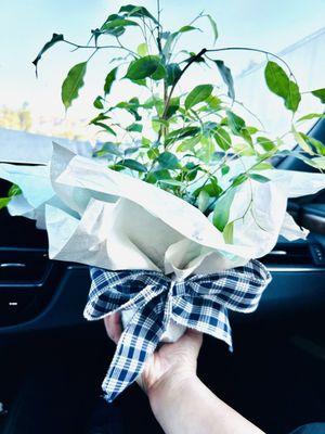 Sprouts Farmers Market