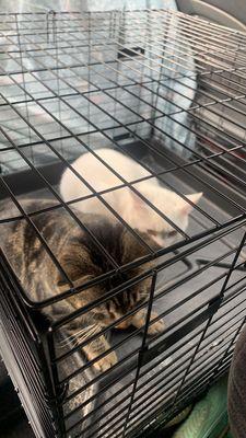 A Reason To Believe Animal Rescue