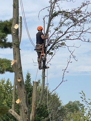 All branches removed before removal Of the tree.