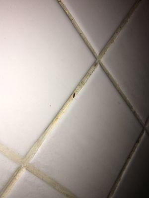 Bug infested showers... Room 220!!