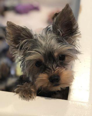 Adorable Yorkie!!