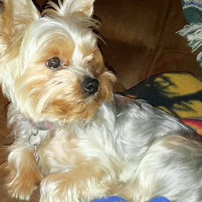 Heads To Tails Pet Grooming