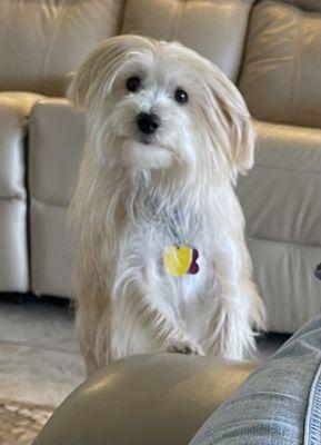 The Spotted Dog Pet Spa