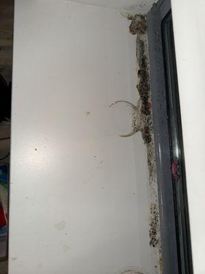 Mold from my living room .