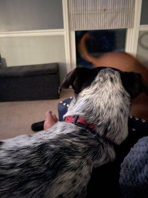 Kentucky Kanine and Friends