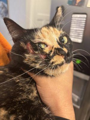 A week after the vet