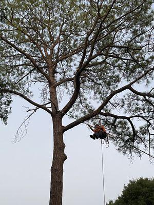 Silver Lining Tree Care