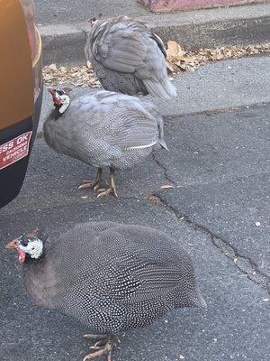 Fair Oaks Community Clubhouse
