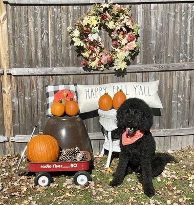 My pups fall pictures