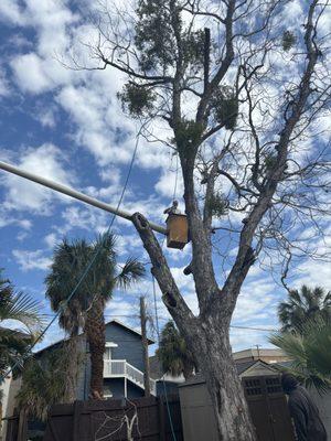 Dubas Dynamic Landscape