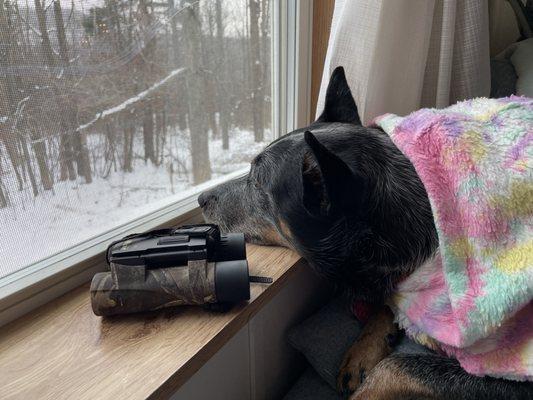 Good for squirrel watching.