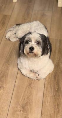 Genesis Dog Grooming Inc