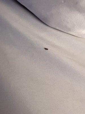 Comfort Inn & Suites Kelso-Longview