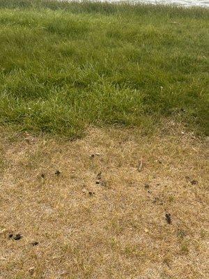 The grass is not being taken care of and there is so much dog shit that it is not even possible to let the children play