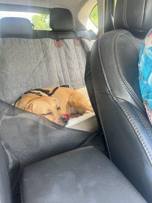my sleepy dog after we got to bring her home