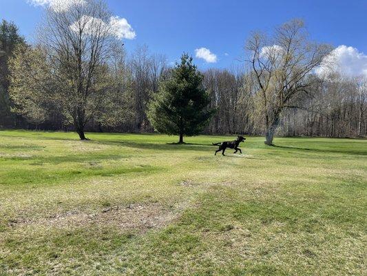 Dinosaur Dog Academy