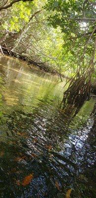 Flovibez Adventure Tours