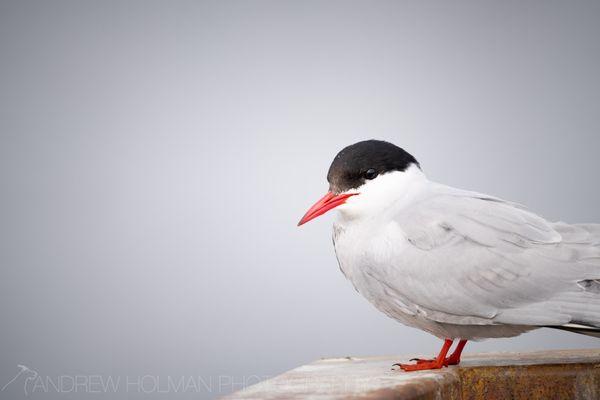 Arctic Tern
