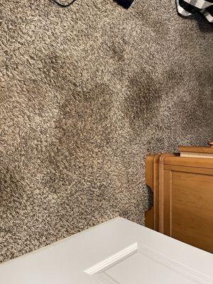 Another angle of the nasty ass carpet (smelt like animal piss, old cooking oil, and pesticide)