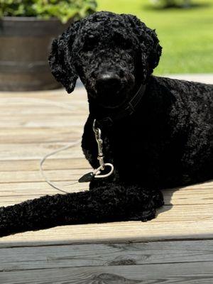 Happy Dog Grooming Shoppe