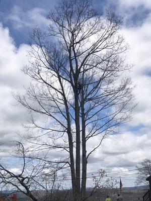 Poppen Tops Tree and Home Solutions