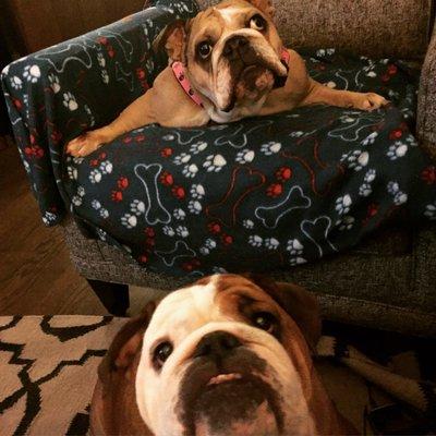 Chicago English Bulldog Rescue