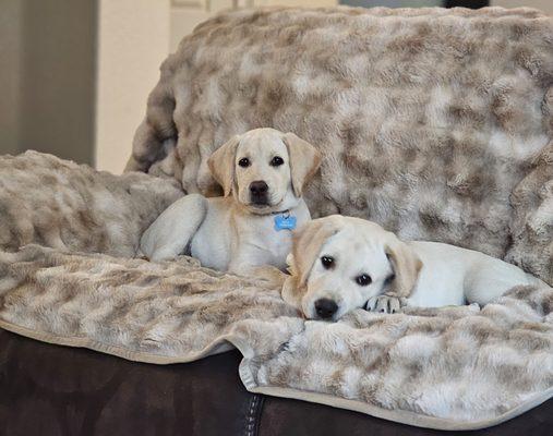 Chuck and Luke get pampered at Blue Oaks whenever they visit and they love it!