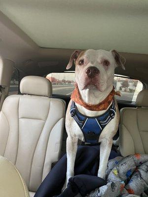 The Bark Lounge Grooming Salon & Spa