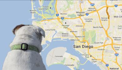 PawPrints In-Home Pet Sitting