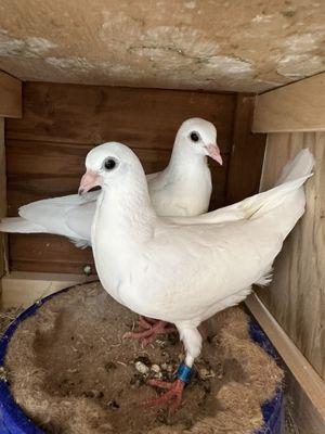 Broadway Pigeon & Pets Supplies