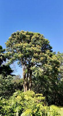 Hamakua Forest Preserve