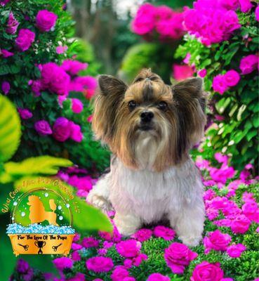 West Coast Diva Pupz Grooming