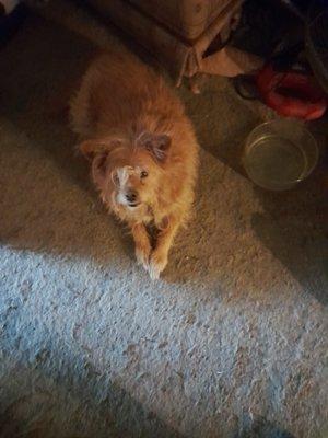 Pet Tracks Pet Services