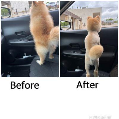 Shining paws is the best around with the friendliest and caring staff. I highly recommend them