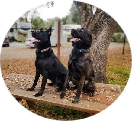 The boys in their birthday photo. (Dad used a salmon skin stick to get their attention lol.)