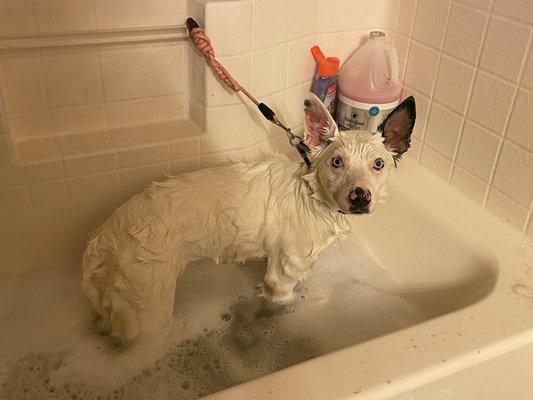 Gripp's Grooming and More