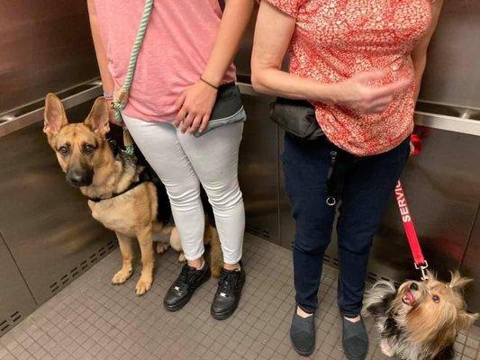 On Command Dog Training