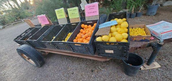 Greenfield Citrus Nursery