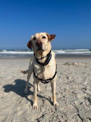 Central Providence Veterinary Hospital