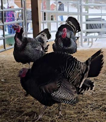 Turkeys