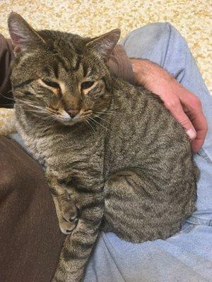 Jasper, one of our cats up for adoption!