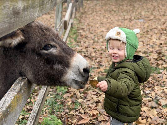 Carmel Montessori Academy & Children's House